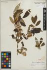 Foto von Salix paraplesia C. K. Schneid.